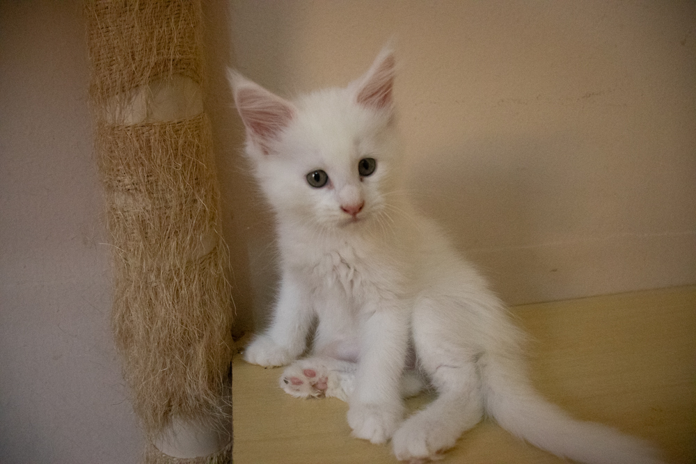 Filhote maine coon